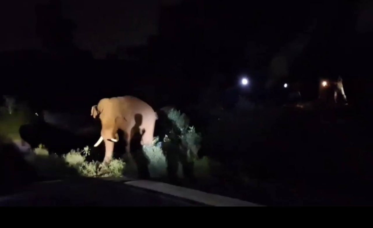 ‘Bahubali’ Elephant’s Tail Injury Healing, Forest Team Continues Monitoring